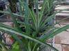Ananas comosus
