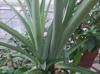 Ananas comosus