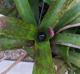 Neoregelia sp