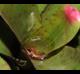 Neoregelia sp
