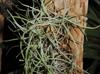 Tillandsia recurvata
