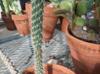 Austrocylindropuntia cylindrica