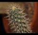 Austrocylindropuntia cylindrica
