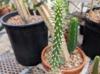 Austrocylindropuntia cylindrica