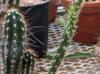 Austrocylindropuntia cylindrica