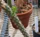 Austrocylindropuntia cylindrica