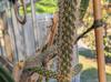Austrocylindropuntia cylindrica