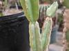 Cereus hildmannianus