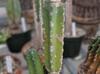 Cereus hildmannianus