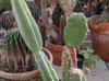 Cereus hildmannianus