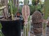 Cereus hildmannianus