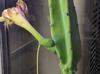 Cereus hildmannianus