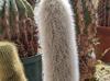 Cleistocactus strausii