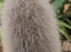 Cleistocactus strausii