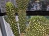Cylindropuntia fulgida-var-mamillata