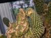 Cylindropuntia fulgida-var-mamillata