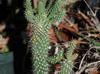 Cylindropuntia fulgida-var-mamillata