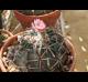Echinocactus texensis