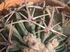 Echinocactus texensis