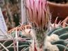 Echinocactus texensis