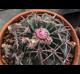 Echinocactus texensis