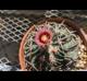 Echinocactus texensis