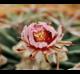 Echinocactus texensis