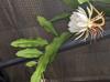 Epiphyllum oxypetalum