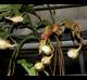 Epiphyllum oxypetalum
