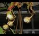 Epiphyllum oxypetalum