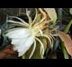 Epiphyllum oxypetalum