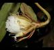 Epiphyllum oxypetalum