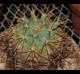 Ferocactus glaucescens