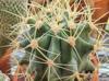Ferocactus glaucescens
