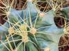 Ferocactus glaucescens