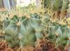 Ferocactus glaucescens