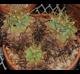 Ferocactus glaucescens