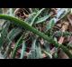 Hylocereus undatus