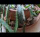 Hylocereus undatus