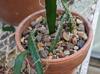 Hylocereus undatus
