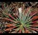 Leuchtenbergia principis