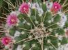 Mammillaria compressa