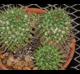 Mammillaria compressa