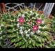 Mammillaria compressa