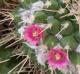 Mammillaria compressa