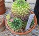 Mammillaria compressa