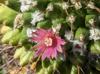 Mammillaria compressa