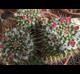 Mammillaria compressa