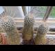 Mammillaria geminispina