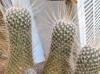 Mammillaria geminispina